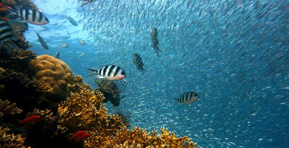great barrier reef australie