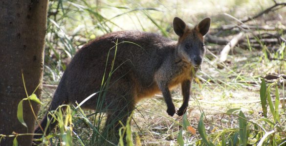 kangaroo island