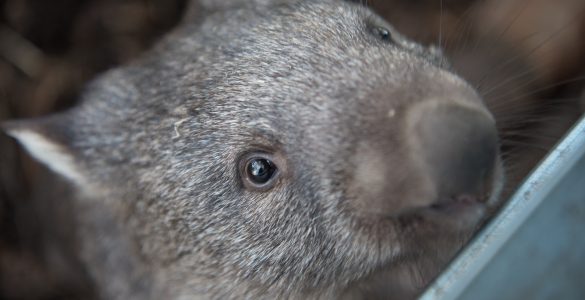 wombat