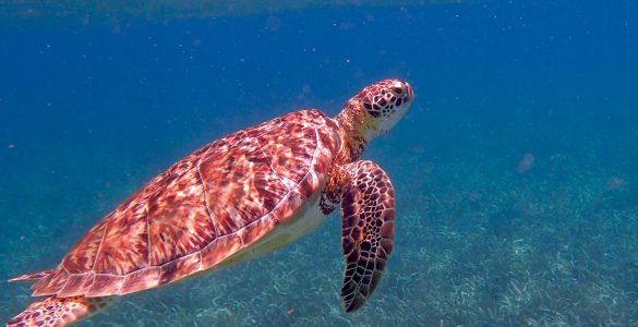 bezienswaardigheden Belize