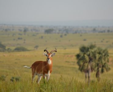 bezienswaardigheden Oeganda