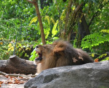 bronx zoo