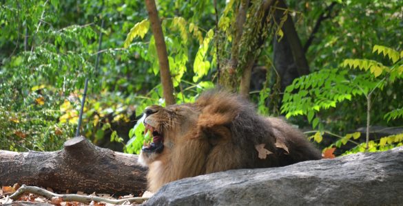 bronx zoo