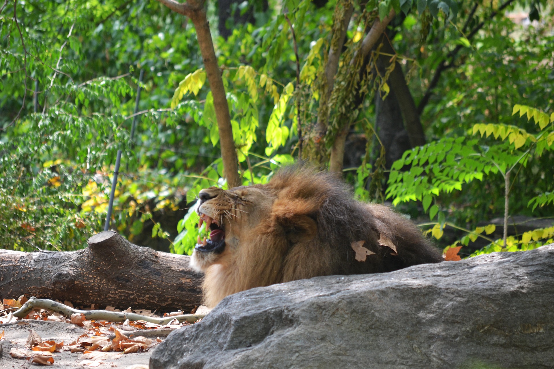 Bronx Zoo In New York Bezoeken - Grootste Stadsdierentuin Wereldwijd