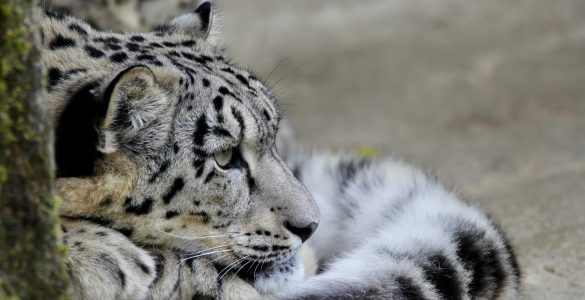central park zoo