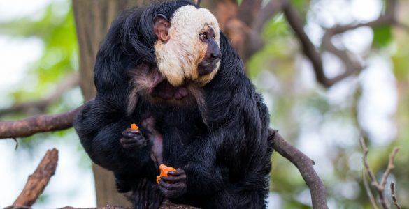 prospect park zoo