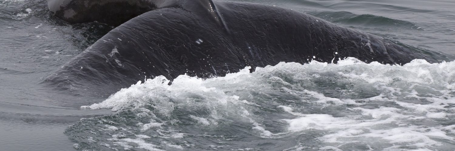 walvis spotten ijsland