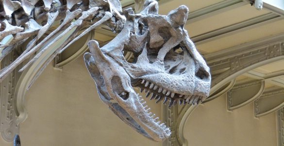 American Museum of Natural History in New York
