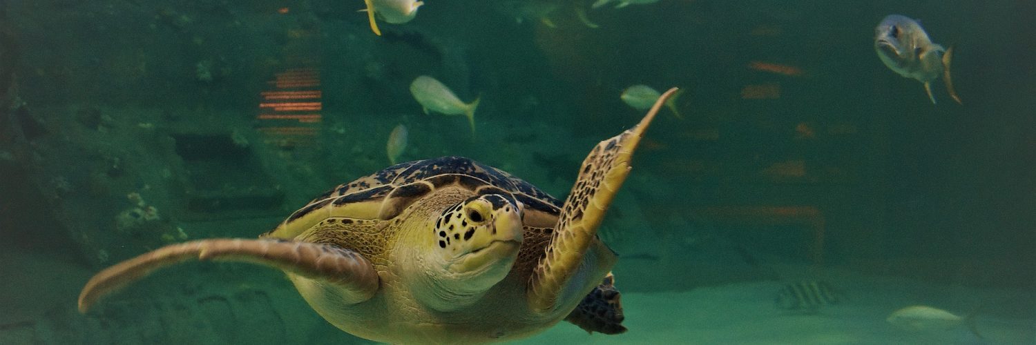 aquarium barcelona
